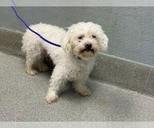 Chihuahua-Poodle (Toy) Mix Dogs for adoption in Las Vegas, NV, USA