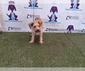 Miniature Schnauzer-Unknown Mix Dogs for adoption in Orlando, FL, USA