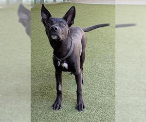 Labrador Retriever-Unknown Mix Dogs for adoption in San Martin, CA, USA
