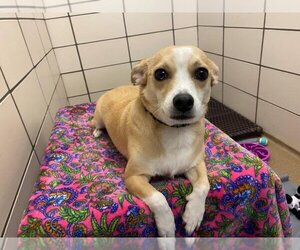 Pembroke Welsh Corgi-Unknown Mix Dogs for adoption in Fort Wayne, IN, USA