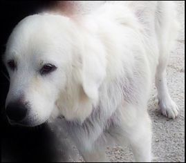 Great Pyrenees Dogs for adoption in Spring, TX, USA