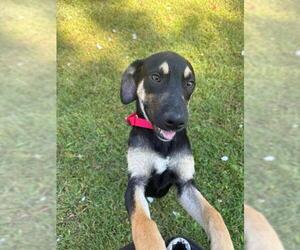 Plott Hound-Unknown Mix Dogs for adoption in Dedham, MA, USA