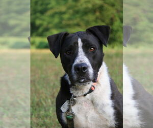 Great Dane-Pointer Mix Dogs for adoption in Attalka, AL, USA