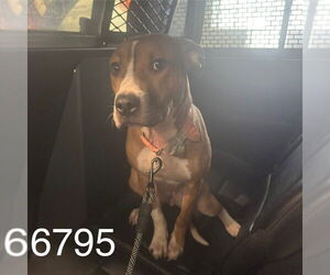 American Pit Bull Terrier-Unknown Mix Dogs for adoption in Minneapolis, MN, USA