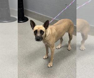 Mutt Dogs for adoption in Las Vegas, NV, USA
