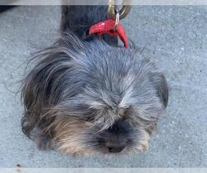 Shih Tzu Dogs for adoption in Spring, TX, USA