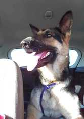 German Shepherd Dog Dogs for adoption in San Angelo, TX, USA