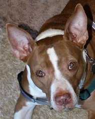 American Pit Bull Terrier-Unknown Mix Dogs for adoption in Asheville, NC, USA