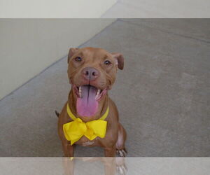 American Pit Bull Terrier-Unknown Mix Dogs for adoption in McKinney, TX, USA