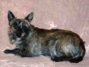 Cairn Terrier Dogs for adoption in West Valley, UT, USA