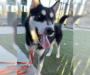 Huskies -Unknown Mix Dogs for adoption in Elk Grove, CA, USA