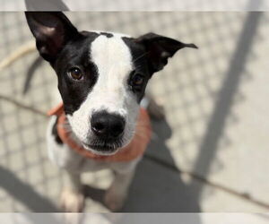 American Pit Bull Terrier-Unknown Mix Dogs for adoption in Tulsa, OK, USA