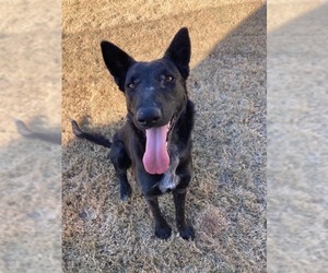 German Shepherd Dog-Unknown Mix Dogs for adoption in Little Elm, TX, USA