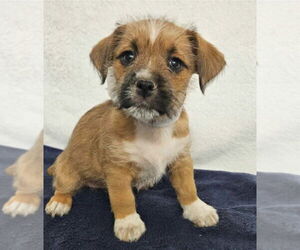 Schweenie Dogs for adoption in Lakewood, CO, USA
