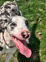 Catahoula Leopard Dog-Great Dane Mix Dogs for adoption in Mattoon, IL, USA