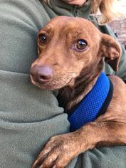 Medium Photo #1 Dachshund Puppy For Sale in Columbia, TN, USA