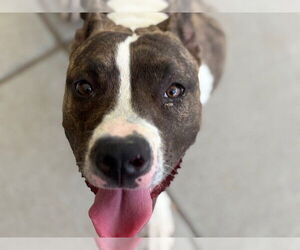 American Pit Bull Terrier-Unknown Mix Dogs for adoption in Tulsa, OK, USA