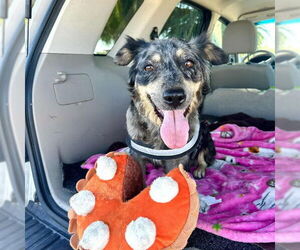 Mutt Dogs for adoption in Las Vegas, NV, USA