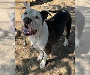 American Staffordshire Terrier Dogs for adoption in San Antonio, TX, USA