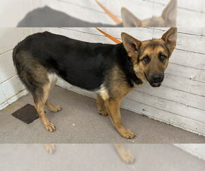 German Shepherd Dog-Unknown Mix Dogs for adoption in San Bernardino, CA, USA