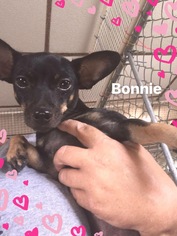 Chihuahua Dogs for adoption in Metairie, LA, USA