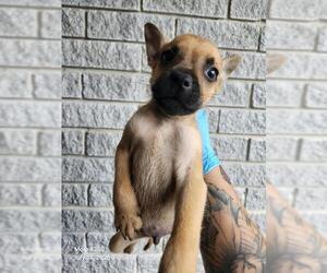 American Staffordshire Terrier-Unknown Mix Dogs for adoption in San Antonio, TX, USA