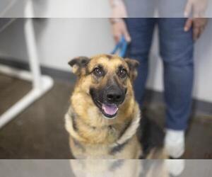 German Shepherd Dog-Unknown Mix Dogs for adoption in Mountain Home, AR, USA