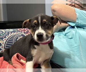 - Mix Dogs for adoption in Holly Springs, NC, USA