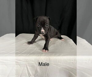 American Pit Bull Terrier-American Staffordshire Terrier Mix Dogs for adoption in Brewster, NY, USA
