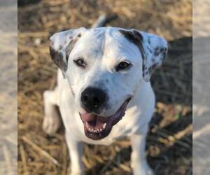 Mutt Dogs for adoption in Crete, IL, USA