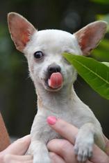 Chihuahua Dogs for adoption in Warwick, RI, USA