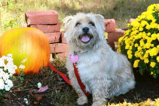 Cairn Terrier Dogs for adoption in Dedham, MA, USA