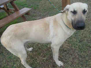 Small Black Mouth Cur-Great Dane Mix