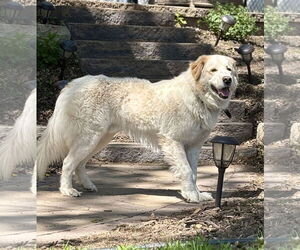 Great Pyrenees-Unknown Mix Dogs for adoption in Minneapolis, MN, USA