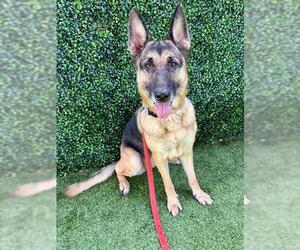 German Shepherd Dog Dogs for adoption in Naples, FL, USA