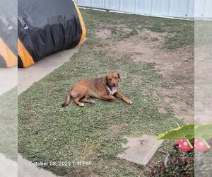 Mutt Dogs for adoption in San Antonio, TX, USA