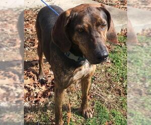 Plott Hound Dogs for adoption in Pottstown, PA, USA
