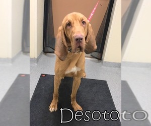 Bloodhound Dogs for adoption in Tremont, IL, USA