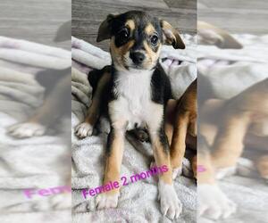 Chihuahua-Unknown Mix Dogs for adoption in San Antonio, TX, USA