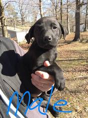 Medium Photo #1 Labrador Retriever-Unknown Mix Puppy For Sale in Newark, DE, USA