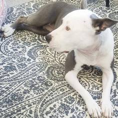 American Staffordshire Terrier-Bull Terrier Mix Dogs for adoption in Huntington Beach, CA, USA