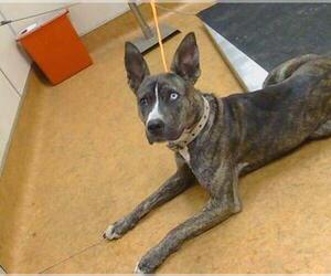 Catahoula Leopard Dog-Siberian Husky Mix Dogs for adoption in Sacramento, CA, USA