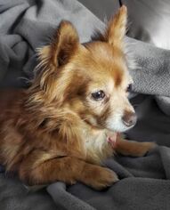 Chihuahua Dogs for adoption in San Diego, CA, USA