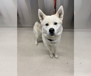 Akita-Siberian Husky Mix Dogs for adoption in Fairbanks, AK, USA