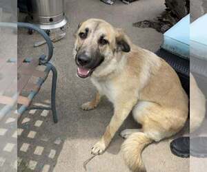 Anatolian Shepherd-Unknown Mix Dogs for adoption in Rowlett, TX, USA