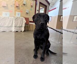 Labrador Retriever-Unknown Mix Dogs for adoption in Springfield, MA, USA