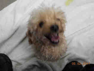 Poodle (Miniature) Dogs for adoption in Fort Lauderdale, FL, USA