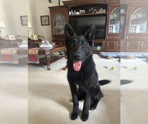 German Shepherd Dog Dogs for adoption in La Grange , NC, USA