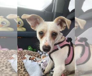 Chihuahua Dogs for adoption in Santa Barbara, CA, USA