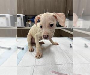 Labrador Retriever Dogs for adoption in Baytown, TX, USA